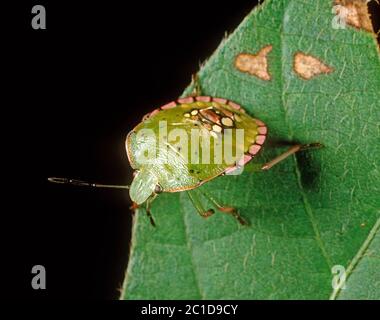 Bug verde di verdure (Nezara viridula) ninfa di peste su una foglia di soia, Stati Uniti, Foto Stock