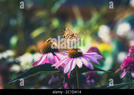 primo piano di farfalla monarca arancione seduta su fiore viola echinacea Foto Stock