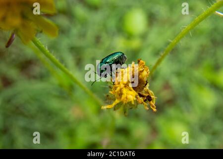 Cryptocephalus sp scarabeo verde su fiore giallo di dente di leone Foto Stock