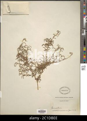 Melaleuca linearifolia link Craven Melaleuca linearifolia link Craven. Foto Stock