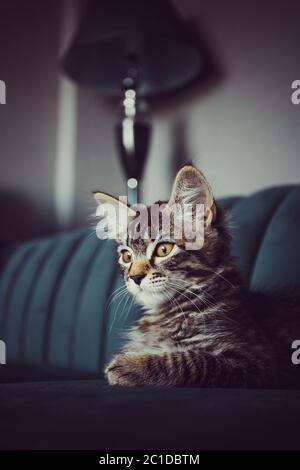 il gattino è molto bello. gattino grigio Foto Stock
