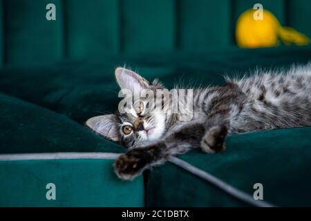 il gattino gioca con una palla di filo Foto Stock