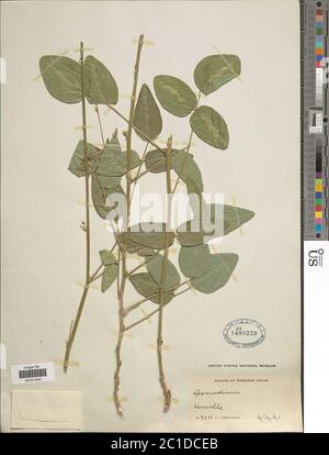 Desmodium sp. Desmodium sp. Foto Stock