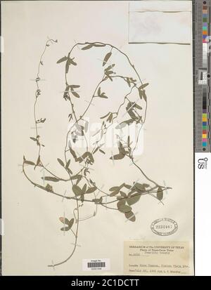 Desmodium sp. Desmodium sp. Foto Stock