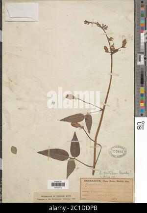 Desmodium sp. Desmodium sp. Foto Stock
