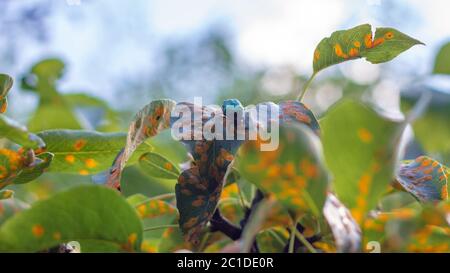 Pucciniales Rust sulle foglie di pera. Malattie pericolose che possono distruggere l'intero giardino Foto Stock