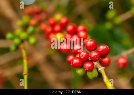I chicchi di caffè maturano pronti a raccogliere su albero - caffè arabica Foto Stock