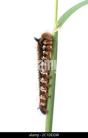 Caterpillar di Euthrix potatoria isolato su uno sfondo bianco Foto Stock