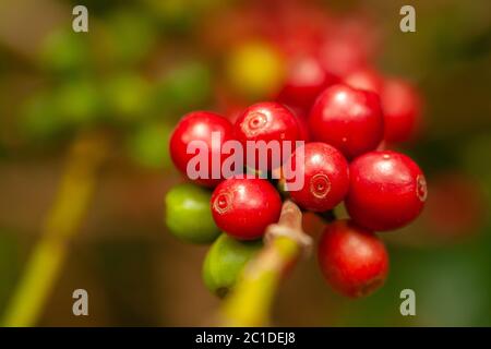 I chicchi di caffè maturano pronti a raccogliere su albero - caffè arabica Foto Stock