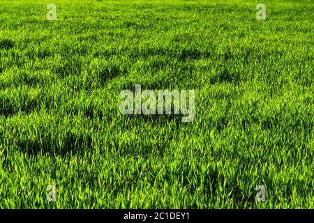 Sfondo di un campo verde di erba succosa con schemi d'onda dal vento. Freschezza primaverile Foto Stock