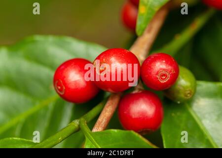 I chicchi di caffè maturano pronti a raccogliere su albero - caffè arabica Foto Stock
