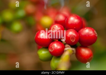 I chicchi di caffè maturano pronti a raccogliere su albero - caffè arabica Foto Stock