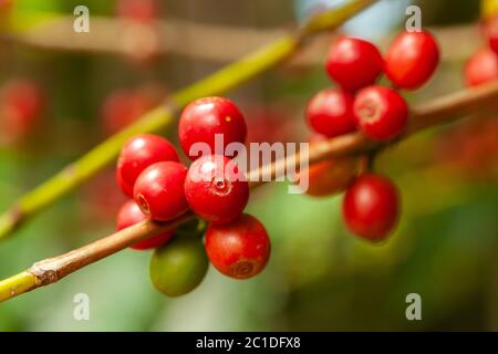 I chicchi di caffè maturano pronti a raccogliere su albero - caffè arabica Foto Stock