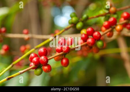 I chicchi di caffè maturano pronti a raccogliere su albero - caffè arabica Foto Stock