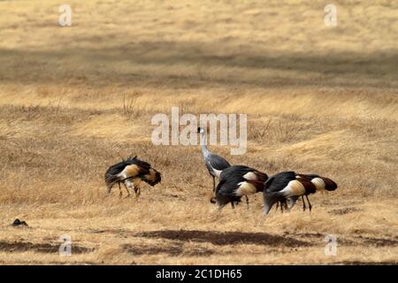 Gru a corona nella savana Serengeti Foto Stock