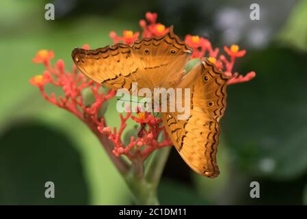 Una splendida farfalla maschile Common Cruiser (Vindula erota), che riposa sui fiori di una pianta di Buddha Belly (Jatropha Podagricoltura) nel giardino. Foto Stock