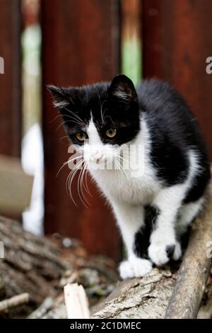 Gatto nero e wihte che cammina su un timbro Foto Stock