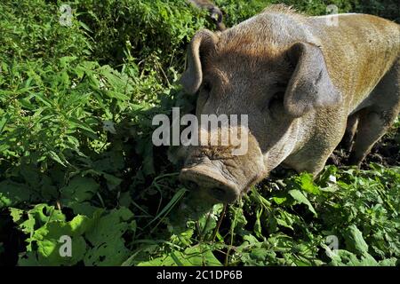 Grande maiale domestico sui pascoli delle Alpi tirolesi Foto Stock