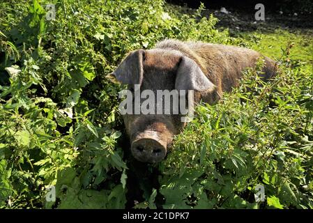 Grande maiale domestico sui pascoli delle Alpi tirolesi Foto Stock