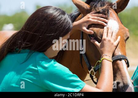 Cavalli veterinari in azienda che conduce una revisione in un occhio Foto Stock
