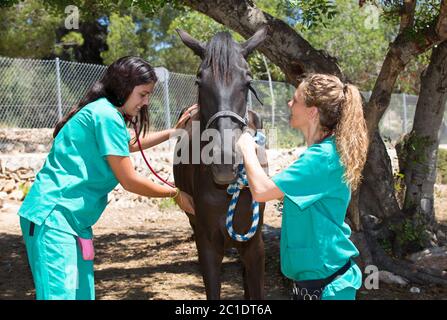 Due giovani veterinari conducendo un riesame per un giovane colt Foto Stock