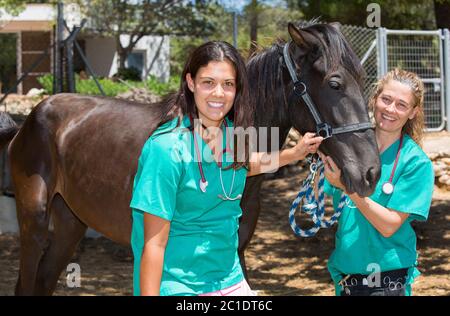 Due giovani veterinari conducendo un riesame per un giovane colt Foto Stock