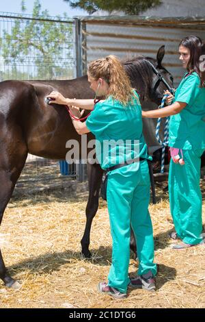 Due giovani veterinari conducendo un riesame per un giovane colt Foto Stock