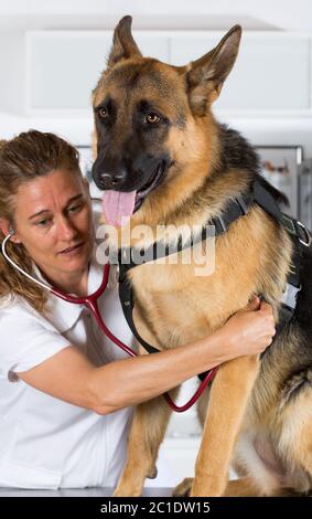 Veterinario con un cane Pastore tedesco che esegue un riconoscimento in clinica Foto Stock