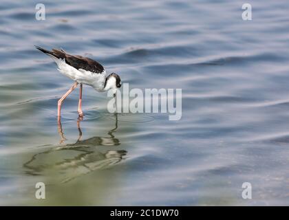 Collo Nero Stilt Bird Wading in acqua Foto Stock