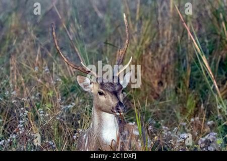 Ritratto di giovane maschio chital o di ghetallo (asse asse), noto anche come cervo punteggiato o cervo asse - Jim Corbett National Park, India Foto Stock