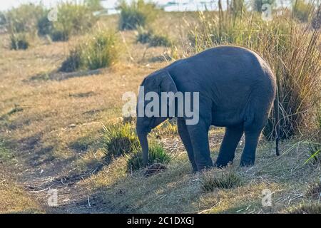 Baby elefante indiano (Elephas maximus indicus) con serbatoio Ranganga in background - Jim Corbett National Park, India Foto Stock