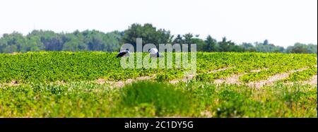 Talbotville, Canada - 15 giugno 2020. Giugno nel sud-ovest dell'Ontario significa l'inizio della stagione delle fragole. I lavoratori agricoli e i clienti scelgono le fragole da un frutteto nell'Ontario sudoccidentale. Mark Spowart/Alamy Live News Foto Stock