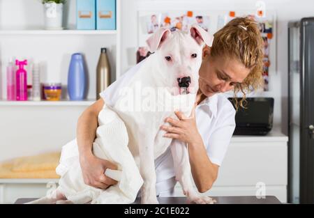 Parrucchiere canino in una clinica di bellezza con Dogo Argentino Foto Stock