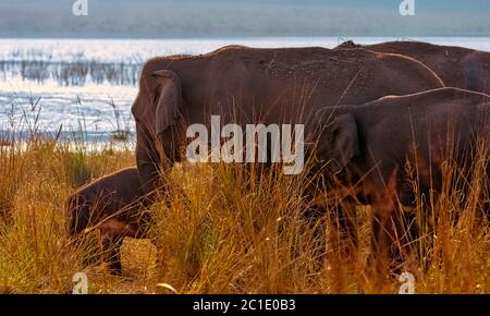 Famiglia di elefanti indiani (Elephas maximus indicus) con serbatoio di Ranganga in background - Jim Corbett National Park, India Foto Stock