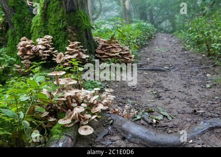 Vista autunnale dei funghi di tufo di zolfo che crescono su un tronco di albero coperto di muschio accanto a un percorso Foto Stock