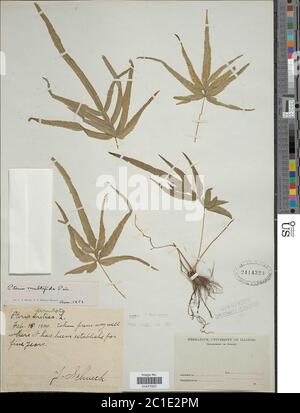 Pteris multifida Pteris multifida. Foto Stock