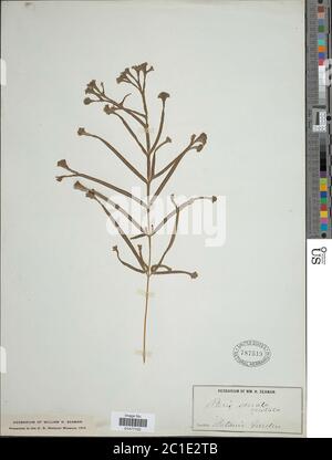 Pteris multifida Pteris multifida. Foto Stock