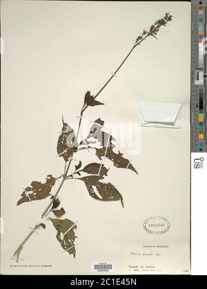 Justicia secunda Vahl Justicia secunda Vahl. Foto Stock