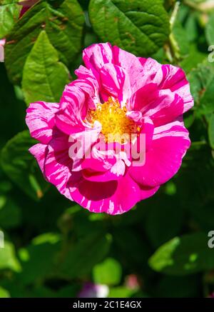 Rosa Mundi o Rosa gallica Versicolor fiorire in giardino domestico a Reading, Berkshire, Inghilterra, UK Foto Stock