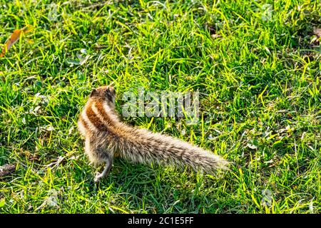 Scoiattolo di palma indiano o scoiattolo di palma a tre righe (Funambulus palmarum) - Nuova Delhi, India Foto Stock