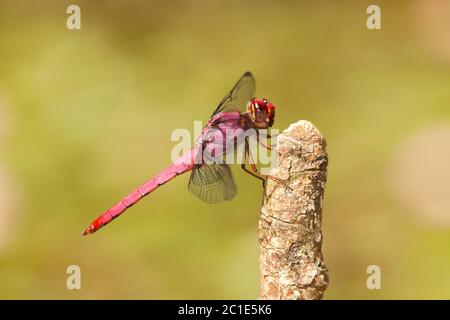 Libellula su ramoscello Foto Stock