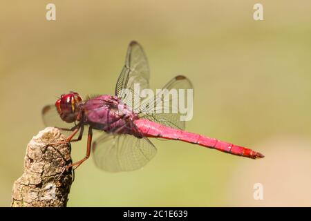 Libellula su ramoscello Foto Stock