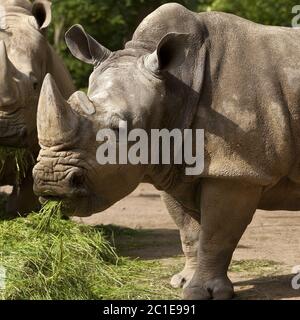 Rinoceronte bianco, quadrato-rhinoceros a labbro, erba rinoceronte (Ceratotherium simum), alimentando in uno zoo Foto Stock