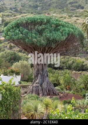 Il famoso drago Drago Milenario nel giardino botanico di Icod de los Vinos a Tenerife, Isole Canarie, Spagna Foto Stock