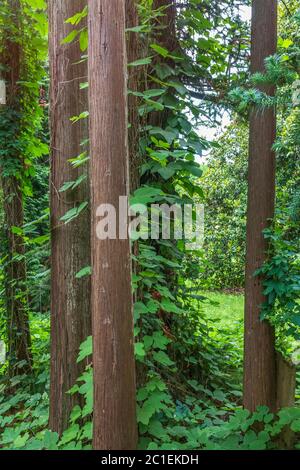 Tronchi dritti di alberi sempreverdi Cryptomeria. Foresta di alberi diritto Cryptomeria, o cedro giapponese. Cryptomeria japonica, cedro giapponese o Giappone Foto Stock