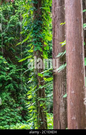 Tronchi dritti di alberi sempreverdi Cryptomeria. Foresta di alberi diritto Cryptomeria, o cedro giapponese. Cryptomeria japonica, cedro giapponese o Giappone Foto Stock