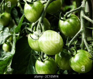 I pomodori immaturi sono appesi al cespuglio Foto Stock