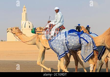 Cammelli con i robot jockeys sulla strada di Dubai sulla strada per l'allenamento di gara. Poiché i cammelli non possono funzionare velocemente con carichi pesanti, i cammelli indossano i robot leggeri e radiocomandati da controllare durante le corse. Una volta venivano usati bambini piccoli, ma le lesioni portavano a leggi che vietavano questa pratica. Dubai, Emirati Arabi Uniti. Foto Stock