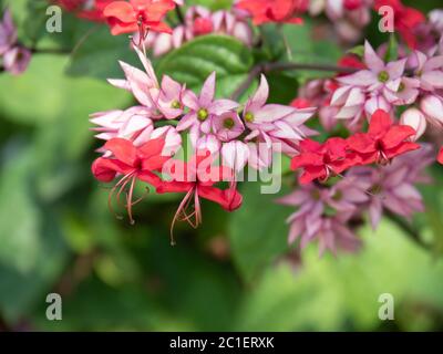 Clerodendrum X speciosum, nomi comuni: Java Glory Bean, Pagoda Flower. Foto Stock