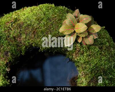 Primo piano parte di vaso di terra coperto muschio verde e decorato con alcune piccole piante, per la decorazione del giardino. Foto Stock